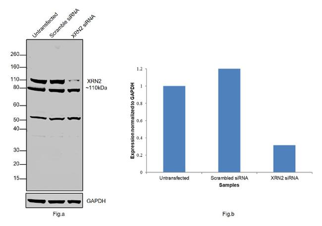 XRN2 Antibody in Western Blot (WB)