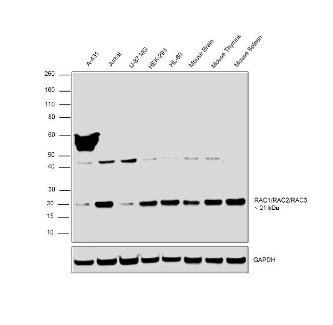 RAC1/RAC2/RAC3 Antibody in Western Blot (WB)