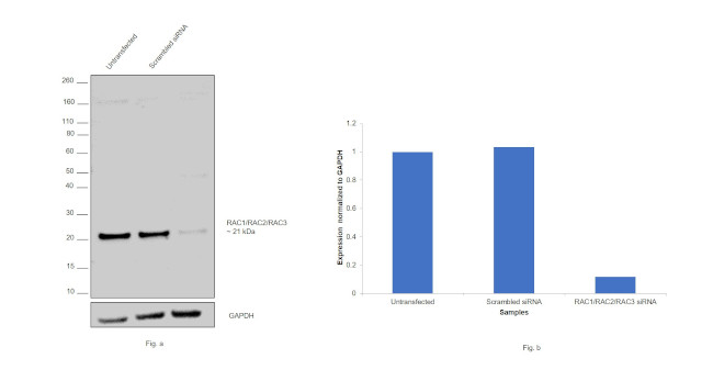 RAC1/RAC2/RAC3 Antibody