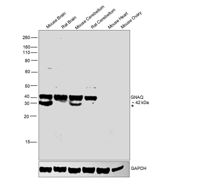 GNAQ Antibody in Western Blot (WB)