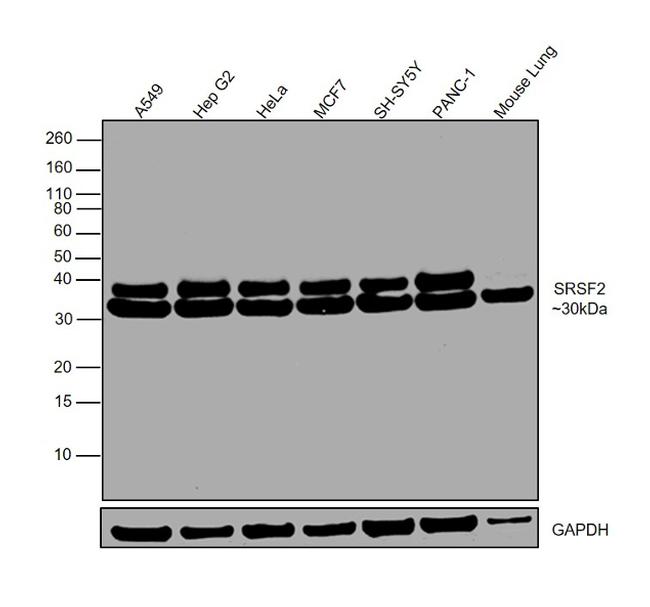 SRSF2 Antibody in Western Blot (WB)