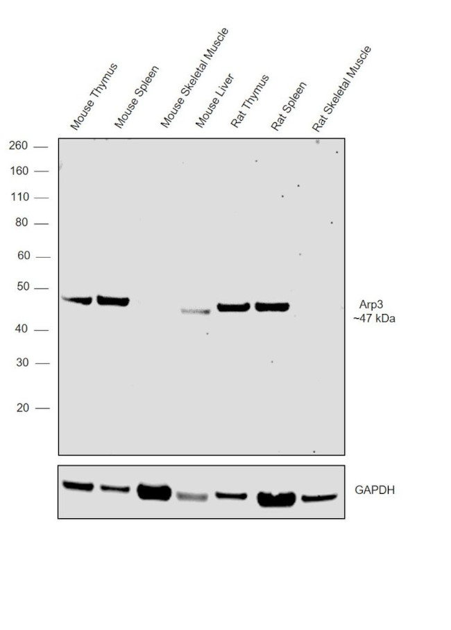 Arp3 Antibody