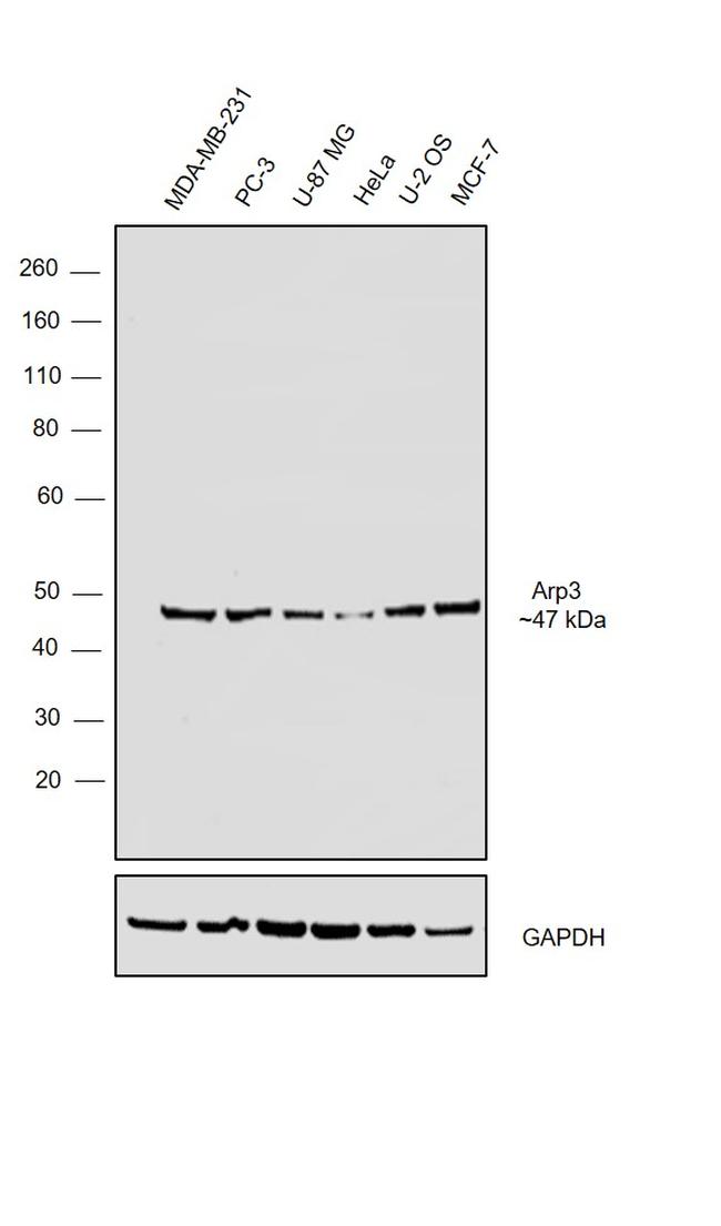 Arp3 Antibody in Western Blot (WB)