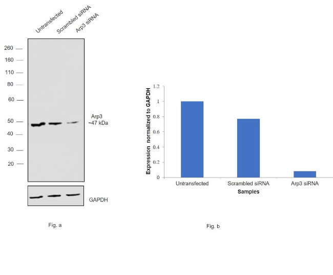 Arp3 Antibody