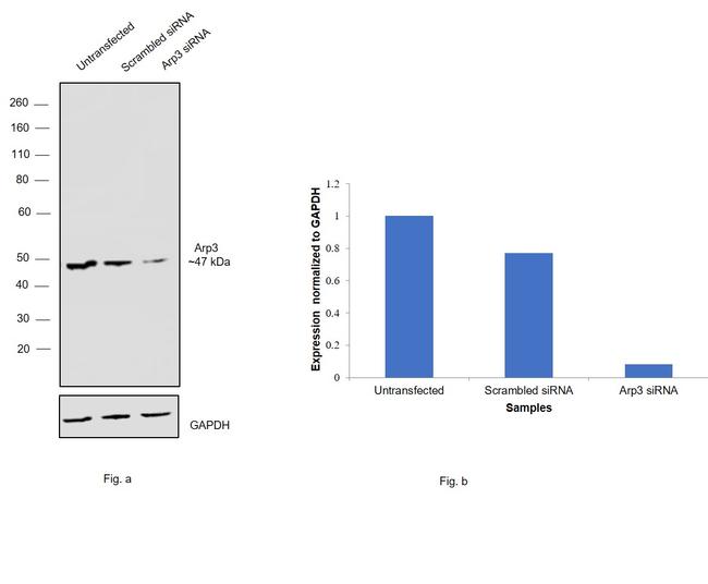 Arp3 Antibody in Western Blot (WB)