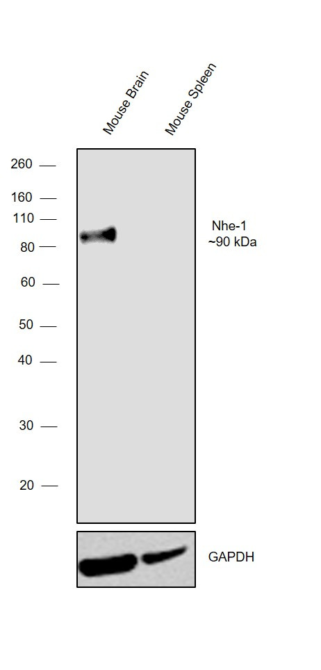 Nhe-1 Antibody