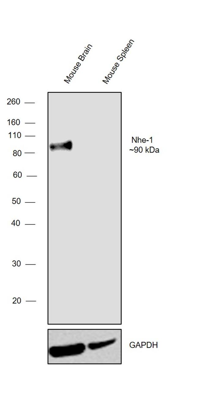 Nhe-1 Antibody in Western Blot (WB)