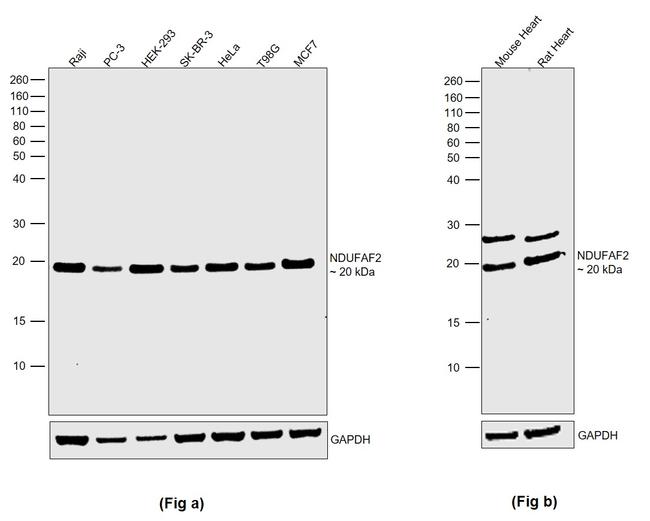 NDUFAF2 Antibody in Western Blot (WB)