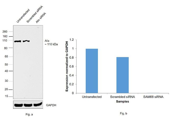 SAM68 Antibody in Western Blot (WB)