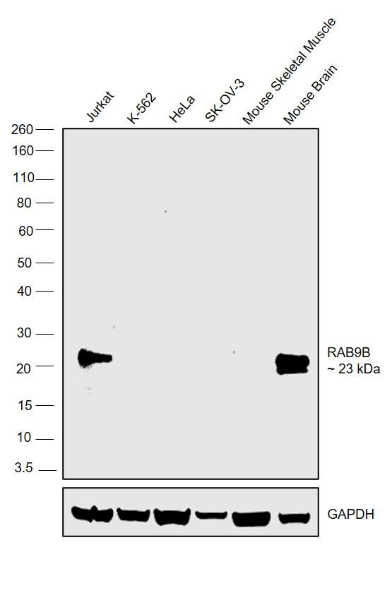 RAB9B Antibody