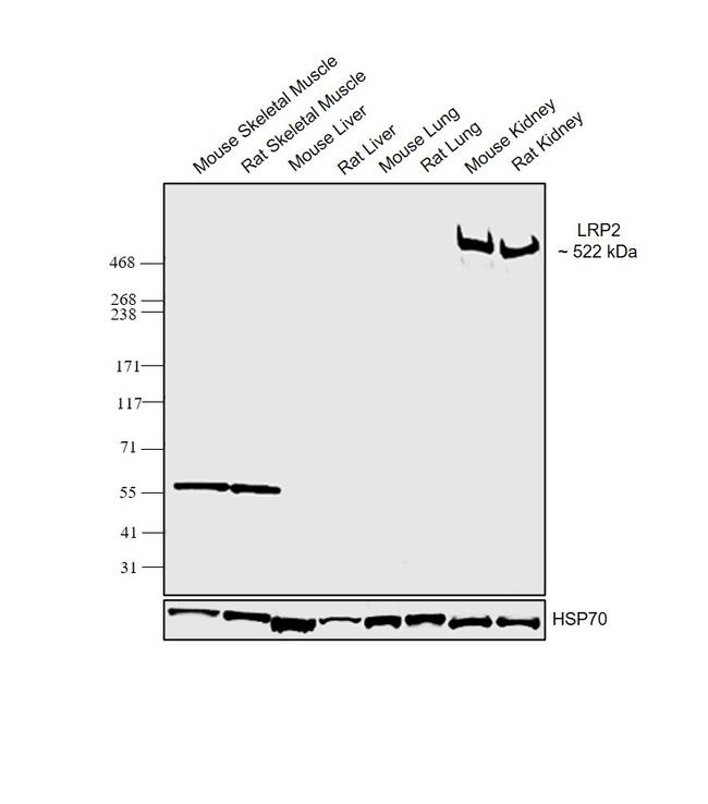 LRP2 Antibody in Western Blot (WB)