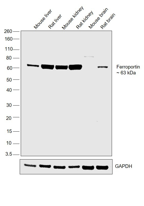 Ferroportin Antibody