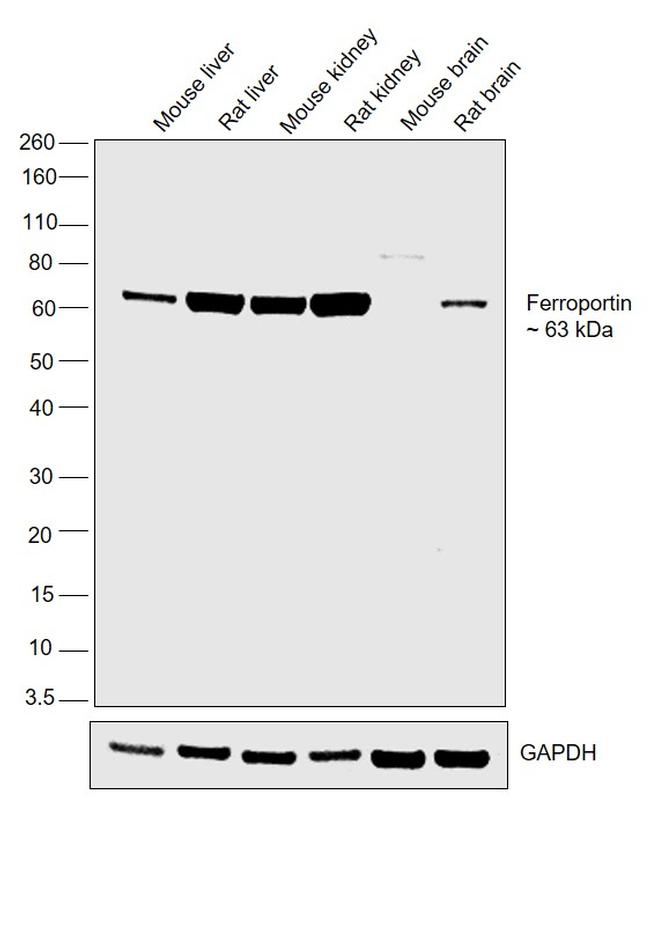 Ferroportin Antibody in Western Blot (WB)