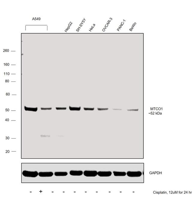 MTCO1 Antibody