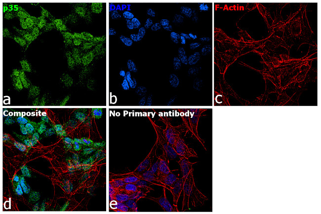 p35 Antibody in Immunocytochemistry (ICC/IF)