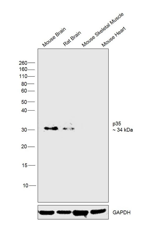 p35 Antibody in Western Blot (WB)