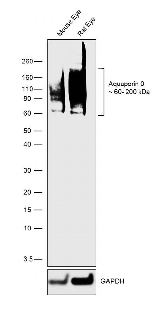 Aquaporin 0 Antibody in Western Blot (WB)