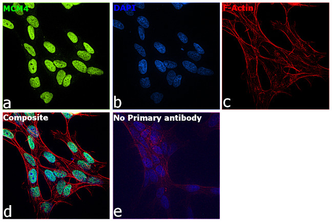 MCM4 Antibody in Immunocytochemistry (ICC/IF)