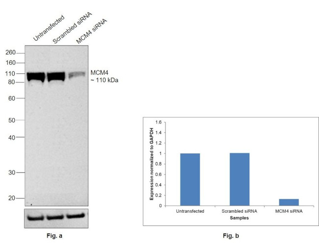 MCM4 Antibody