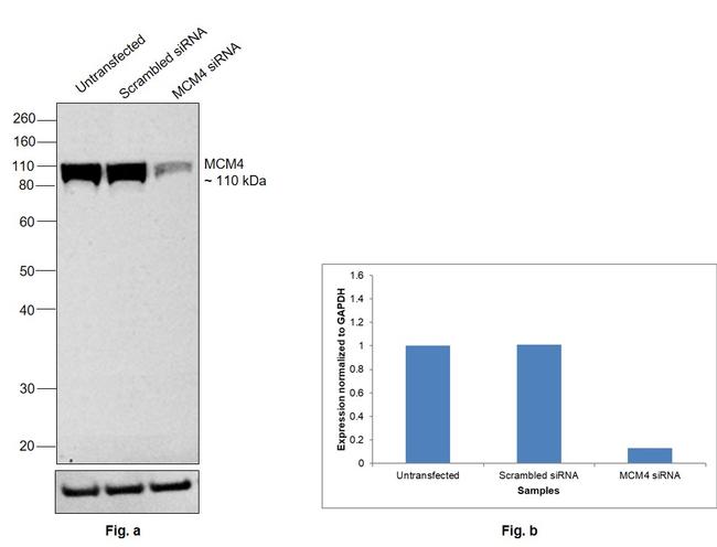 MCM4 Antibody in Western Blot (WB)