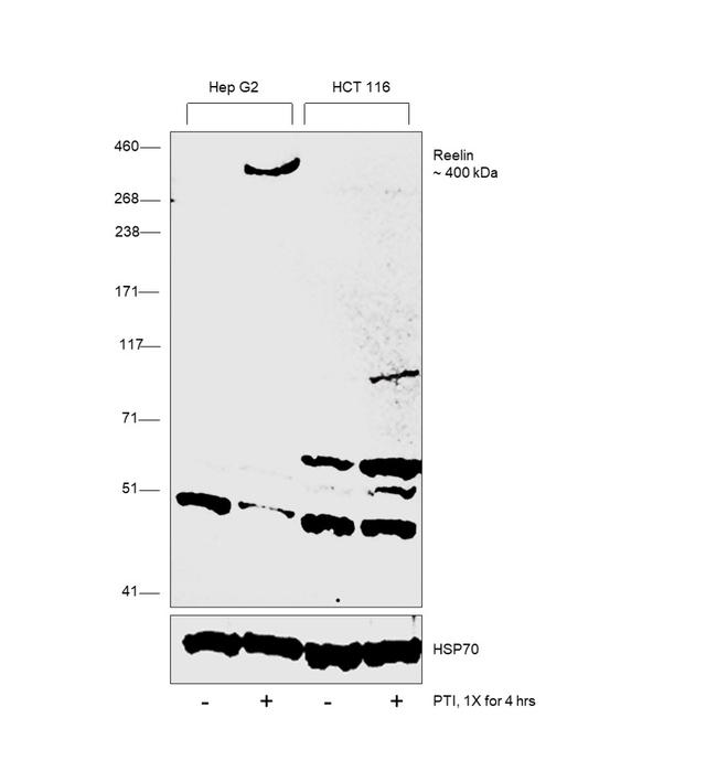 Reelin Antibody in Western Blot (WB)