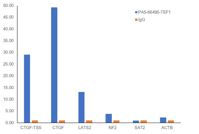 TEF1 Antibody in ChIP Assay (ChIP)