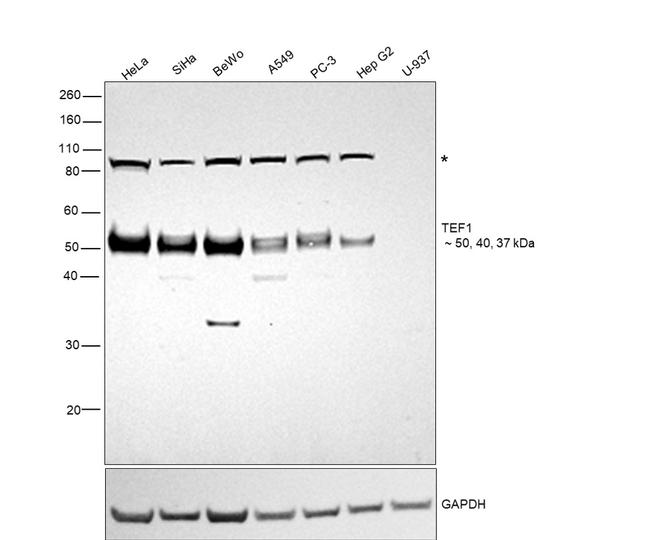 TEF1 Antibody in Western Blot (WB)