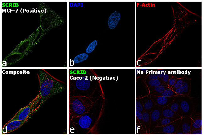 SCRIB Antibody in Immunocytochemistry (ICC/IF)