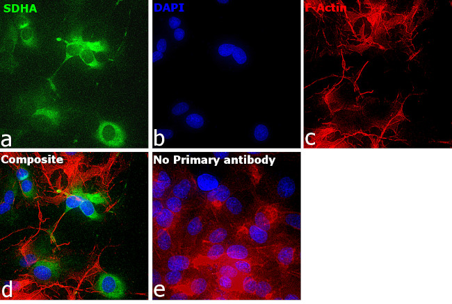 SDHA Antibody in Immunocytochemistry (ICC/IF)