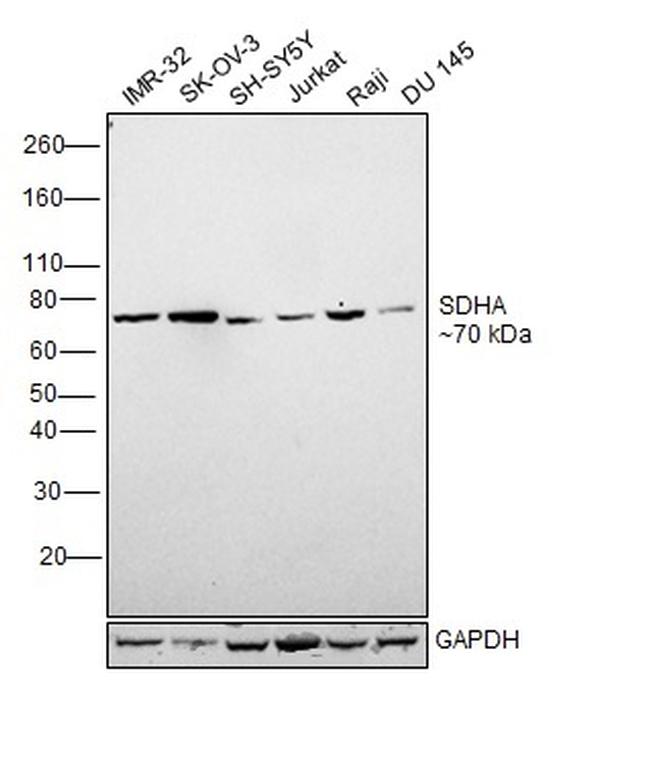 SDHA Antibody in Western Blot (WB)