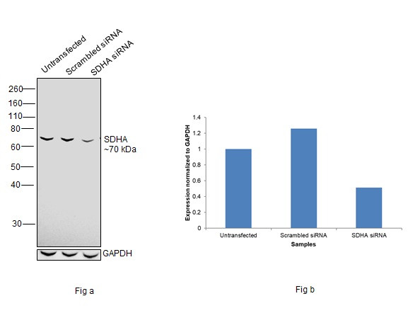 SDHA Antibody