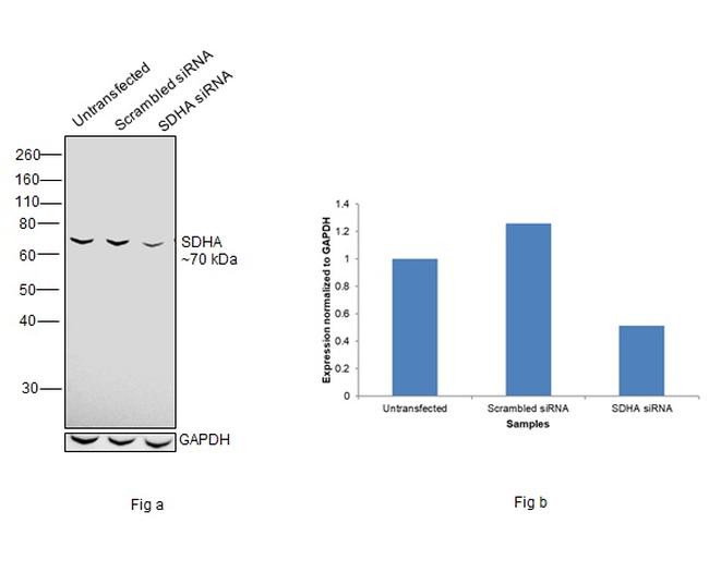 SDHA Antibody in Western Blot (WB)