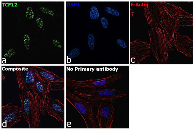 TCF12 Antibody in Immunocytochemistry (ICC/IF)