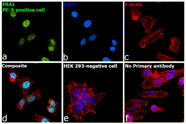 Fra1 Antibody