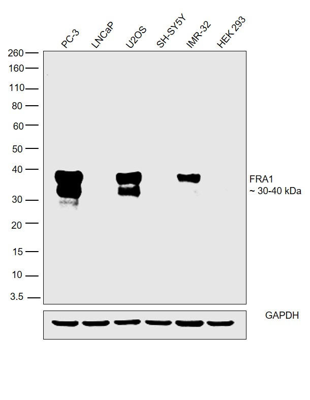 Fra1 Antibody