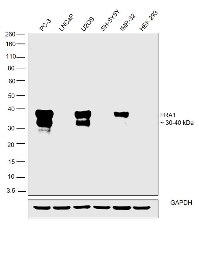 Fra1 Antibody in Western Blot (WB)