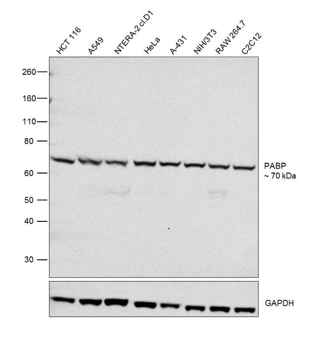 PABP Antibody in Western Blot (WB)