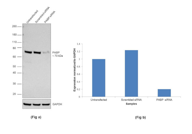 PABP Antibody