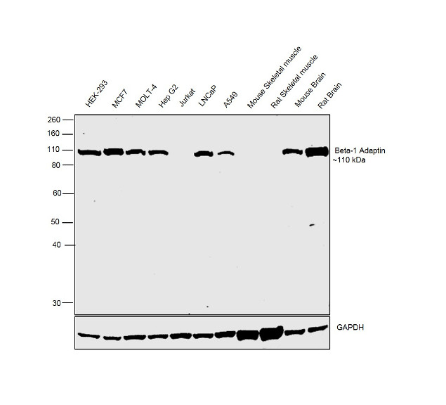 beta-1 Adaptin Antibody