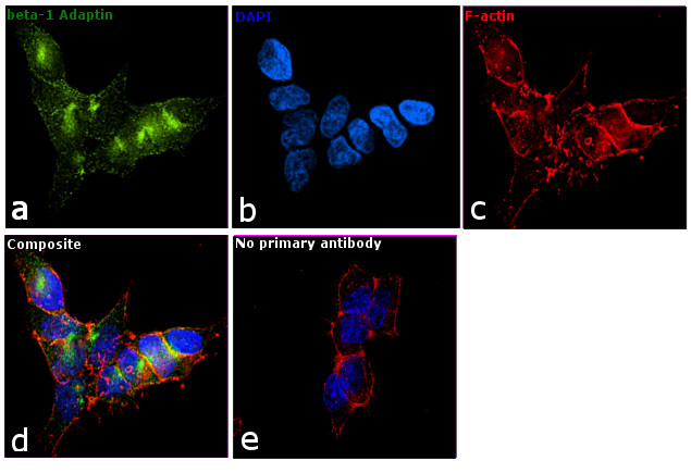 beta-1 Adaptin Antibody in Immunocytochemistry (ICC/IF)