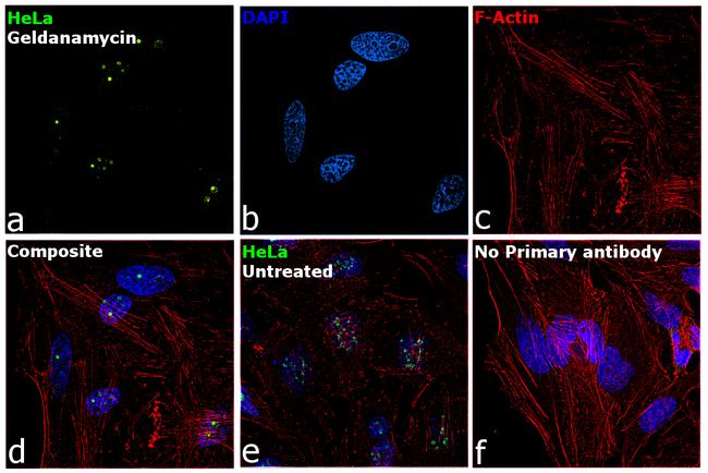 WEE1 Antibody