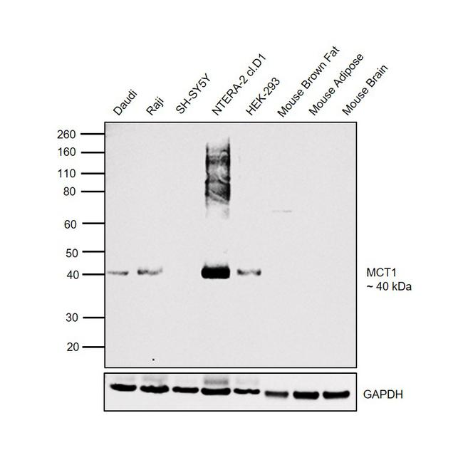 MCT1 Antibody in Western Blot (WB)