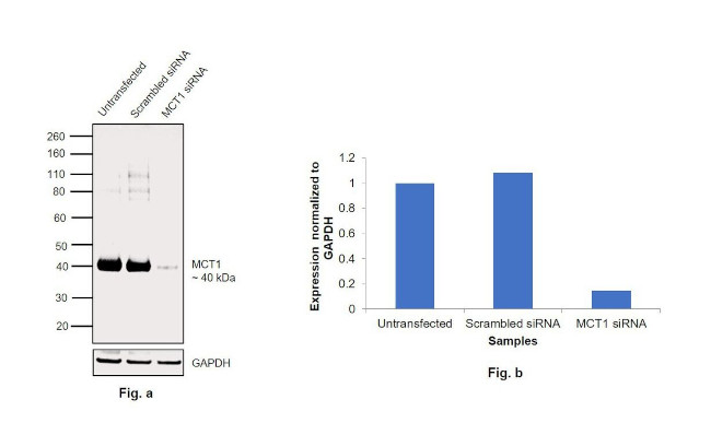 MCT1 Antibody