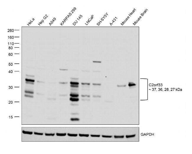 C2orf33 Antibody in Western Blot (WB)