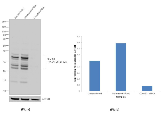 C2orf33 Antibody