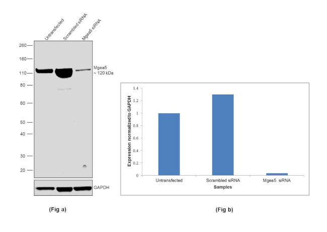 Mgea5 Antibody