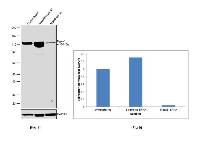 Mgea5 Antibody in Western Blot (WB)