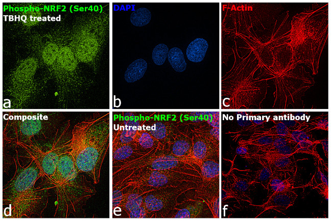 Phospho-Nrf2 (Ser40) Antibody in Immunocytochemistry (ICC/IF)