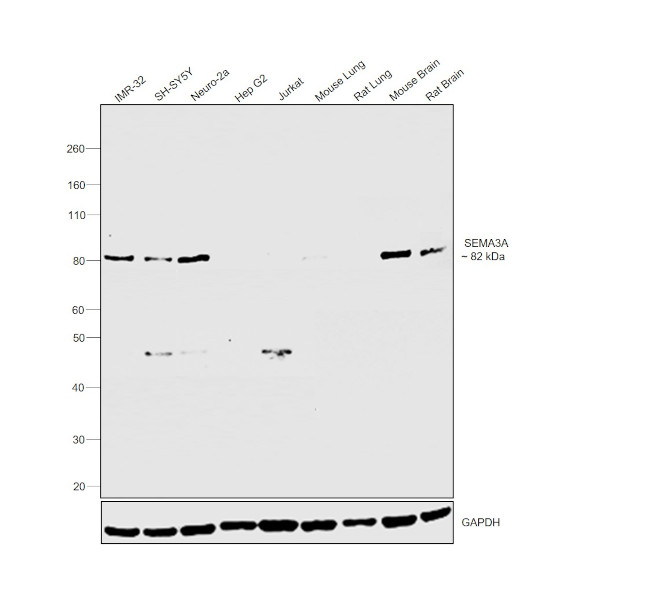 SEMA3A Antibody