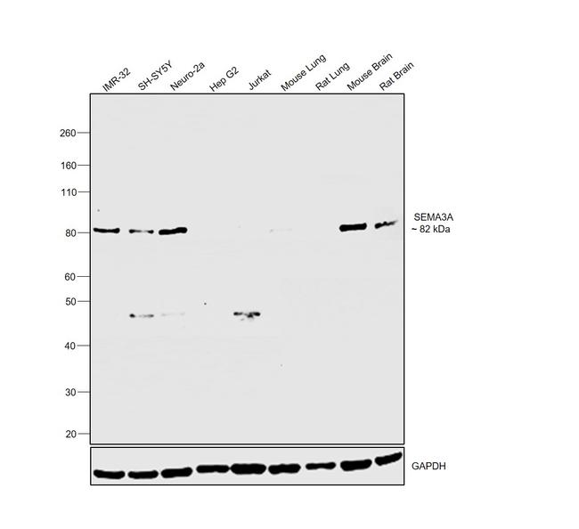 SEMA3A Antibody in Western Blot (WB)